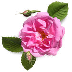 Rose - US 1286